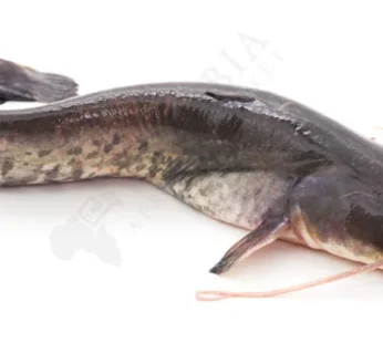 Fresh Catfish (Frozen)