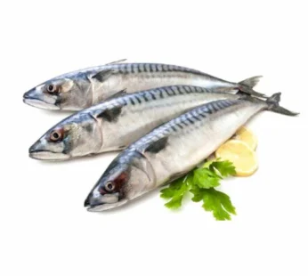 Frozen Mackerel