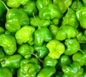 1 lb Green Ayamase hot and spicy Ata Rodo – Habanero scotch bonnet Pepper – 1 lb