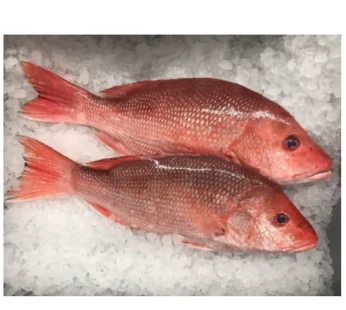 Caribbean Tasty Red Snapper Fish – 2 pieces