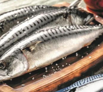 Box of Mackerel Fish – (Titus Fish) Full Box