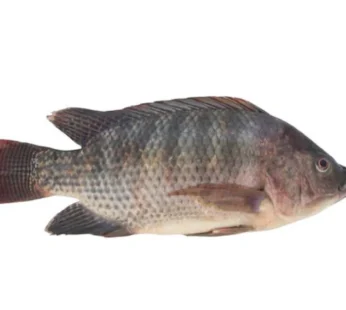 Tilapia Fish Full Box